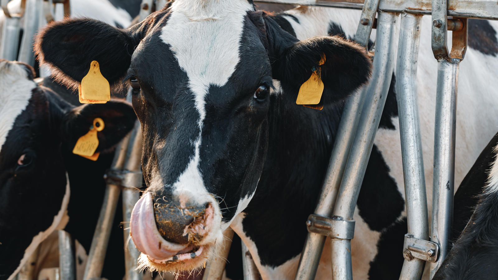 Untitled (1600 x 900 px) (1600 x 900 px) (1600 x 900 px) (1).png